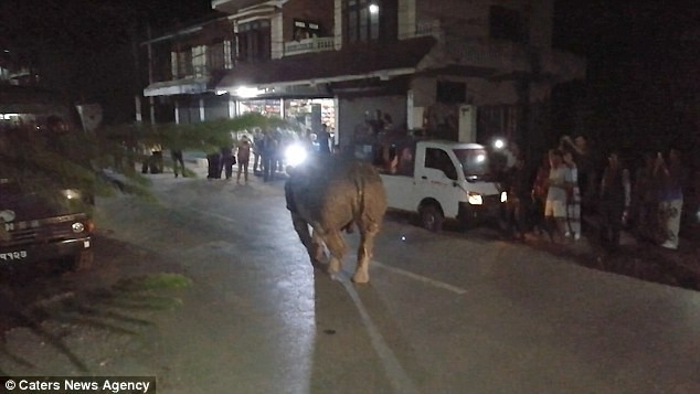 Tròn mắt nhìn tê giác thản nhiên dạo phố - ảnh 2