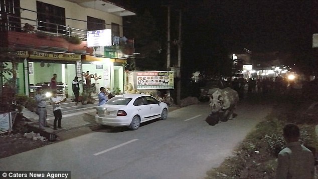 Tròn mắt nhìn tê giác thản nhiên dạo phố - ảnh 3