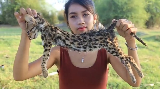 Mèo cá đang đứng trước nguy cơ tuyệt chủng bị Ah Lin Tuch làm thịt.