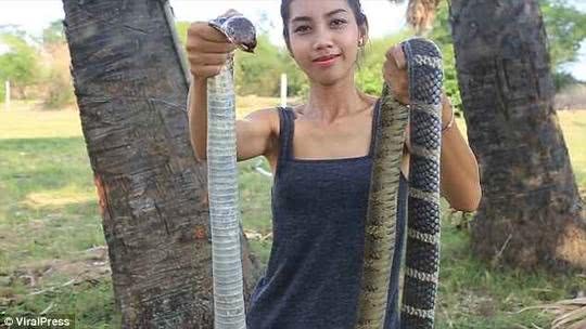 Và thậm chí là rắn hổ mang.