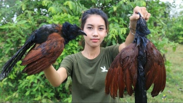 Một vài loài chim bị đưa vào “thực đơn”.