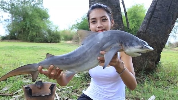 Cá mập cũng nằm trong danh sách.