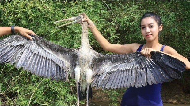 Một loài chim hoang dã khác cũng bị giết thịt.