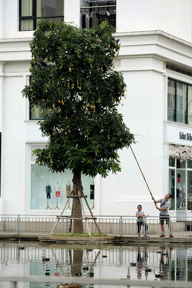 {title} hoa quả Việt,đặc sản Việt,xoài,Hà Nội