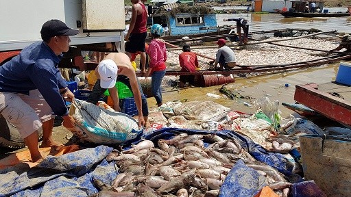 Dân xót xa nhìn hàng trăm tấn cá chết trắng sông La Ngà - ảnh 2