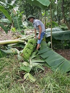 Cận cảnh hàng rào điện ngăn voi quậy phá ở Đồng Nai - ảnh 8