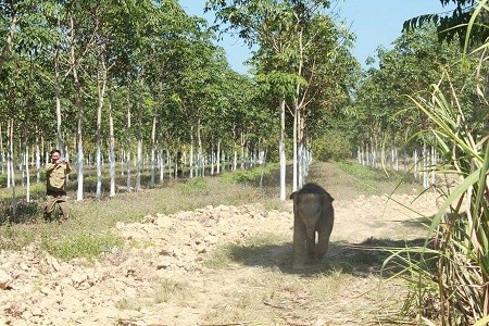 Cận cảnh hàng rào điện ngăn voi quậy phá ở Đồng Nai - ảnh 7