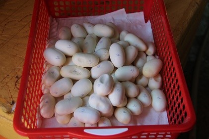 Vào lãnh địa của hàng ngàn con rắn - ảnh 4