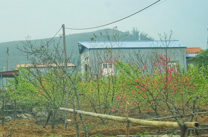 Thủ phủ đào mận Tây Bắc khoe sắc đón Tết - ảnh 2