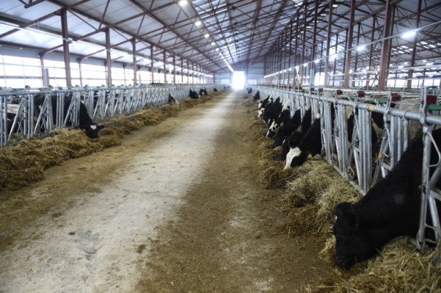 Hình ảnh mới nhất về trang trại bò sữa của TH true MILK trên đất Nga - ảnh 3