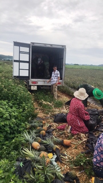Tiền Phong hỗ trợ tiêu thụ dứa cho nông dân Thanh Hoá - ảnh 1