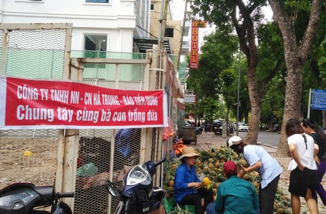 Dứa chín rộ, nông dân Thanh Hoá quyết ra phố bán lẻ - ảnh 3