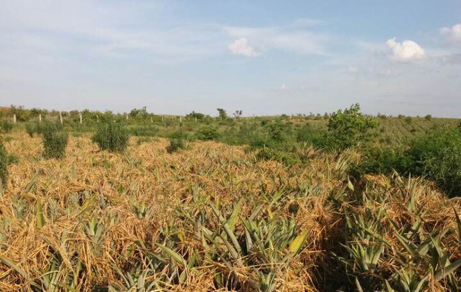 Dứa chín rộ, nông dân Thanh Hoá quyết ra phố bán lẻ - ảnh 1