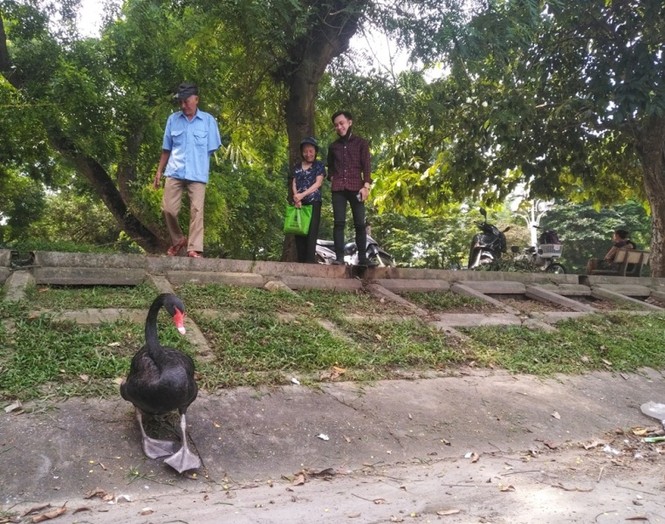 Ngắm đàn thiên nga lên bờ ăn cỏ, chơi với du khách giữa Hà Nội - ảnh 5