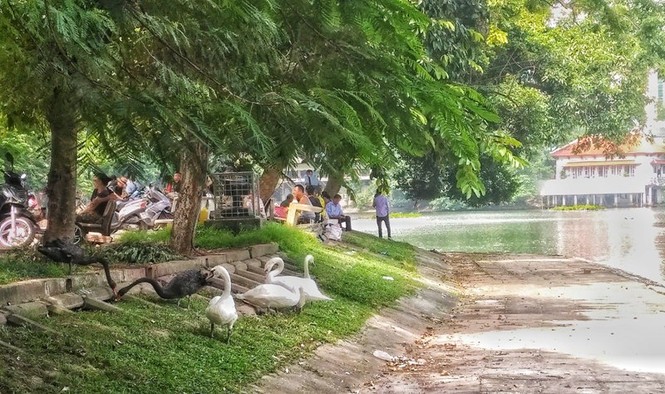 Ngắm đàn thiên nga lên bờ ăn cỏ, chơi với du khách giữa Hà Nội - ảnh 1
