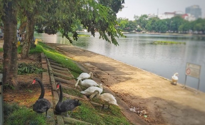 Ngắm đàn thiên nga lên bờ ăn cỏ, chơi với du khách giữa Hà Nội - ảnh 3