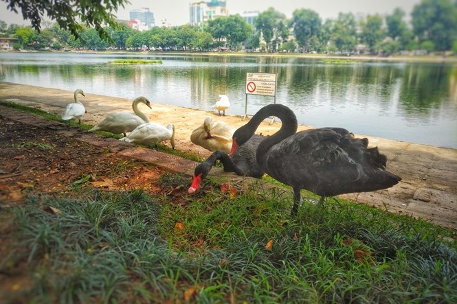 Ngắm đàn thiên nga lên bờ ăn cỏ, chơi với du khách giữa Hà Nội - ảnh 2