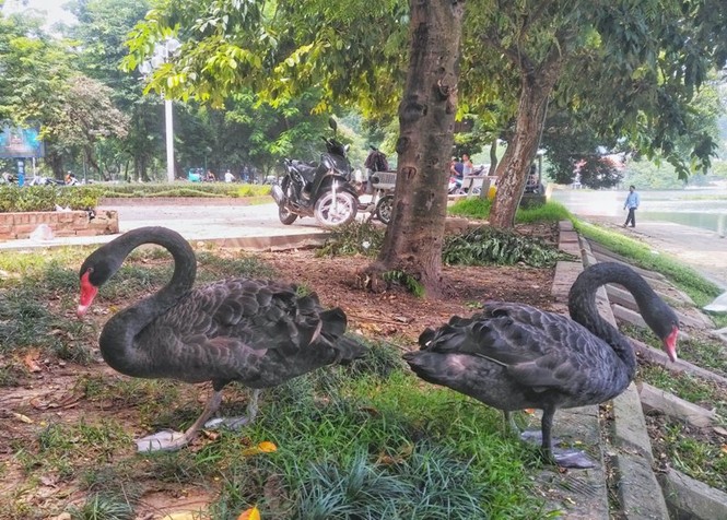 Ngắm đàn thiên nga lên bờ ăn cỏ, chơi với du khách giữa Hà Nội - ảnh 4