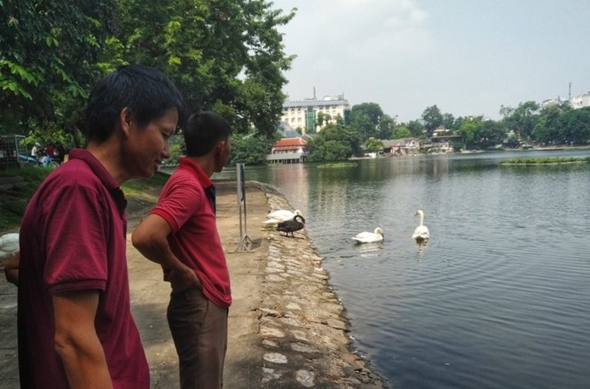 Ngắm đàn thiên nga lên bờ ăn cỏ, chơi với du khách giữa Hà Nội - ảnh 6