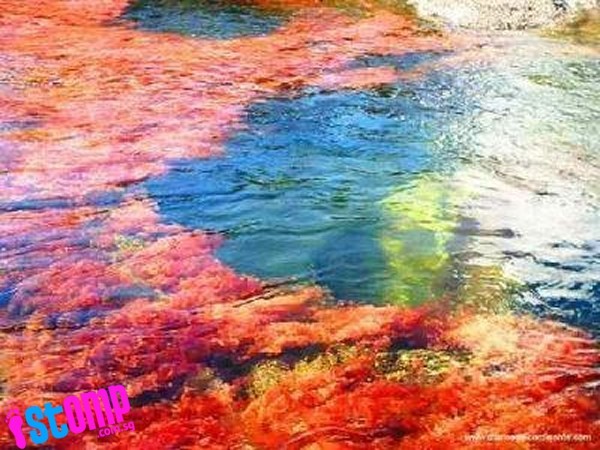 Tận thấy dòng sông ngũ sắc đẹp nhất thế giới - ảnh 12