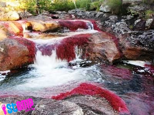 Tận thấy dòng sông ngũ sắc đẹp nhất thế giới - ảnh 6