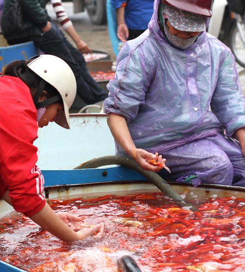 Đón Tết ông Công ông Táo, đại sứ Mỹ thả cá ở Hồ Tây - ảnh 11