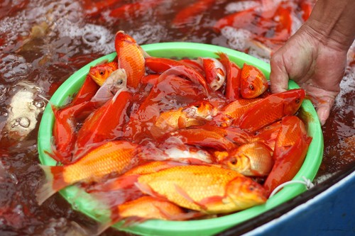 Đón Tết ông Công ông Táo, đại sứ Mỹ thả cá ở Hồ Tây - ảnh 12