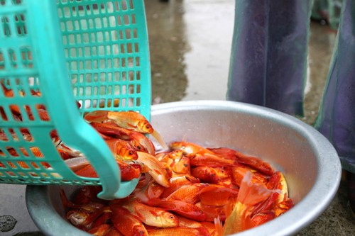 Đón Tết ông Công ông Táo, đại sứ Mỹ thả cá ở Hồ Tây - ảnh 13