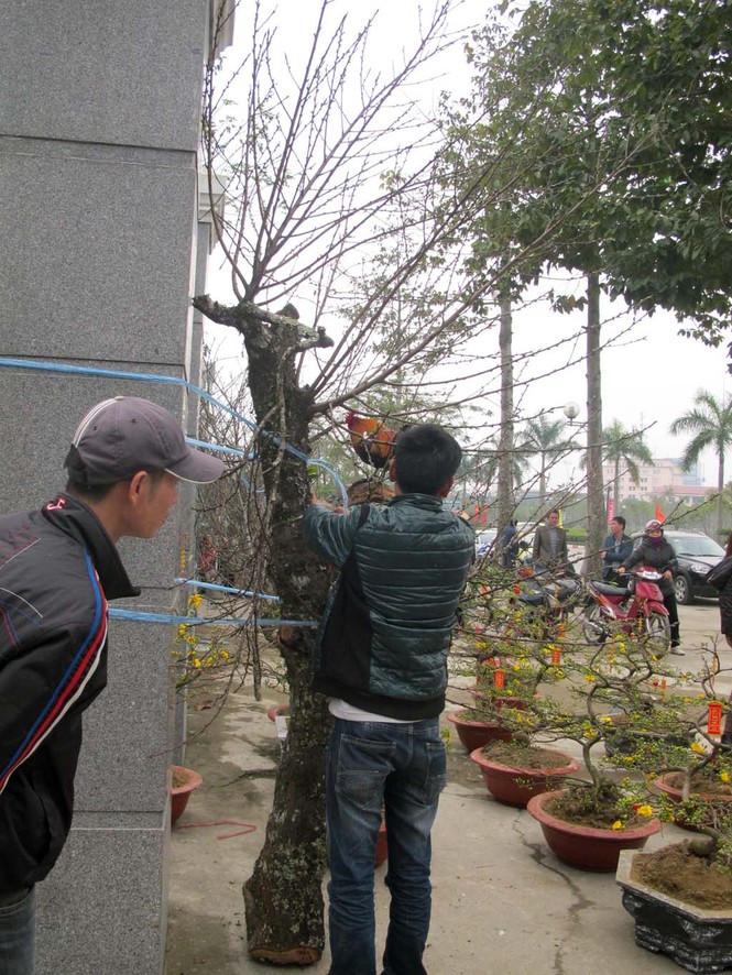 Mua đào được “khuyến mại”... gà rừng - ảnh 4