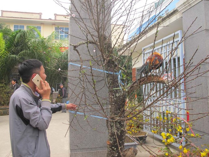 Mua đào được “khuyến mại”... gà rừng - ảnh 5