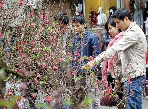 Đào mini gây 'sốt' ở Hà Nội - ảnh 1