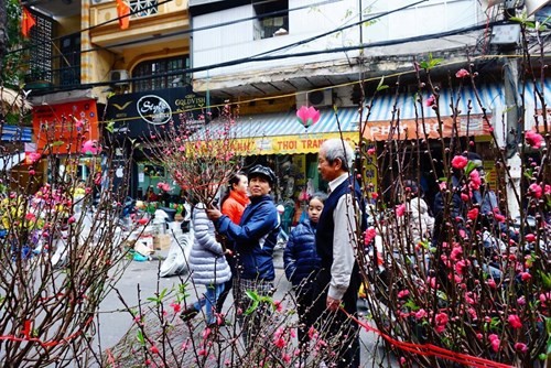 Đào mini gây 'sốt' ở Hà Nội - ảnh 8