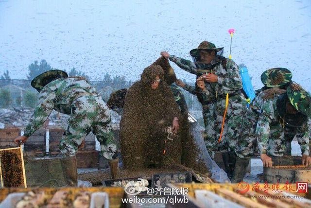 Lập kỷ lục Guiness với 100 kg ong phủ kín người - ảnh 6