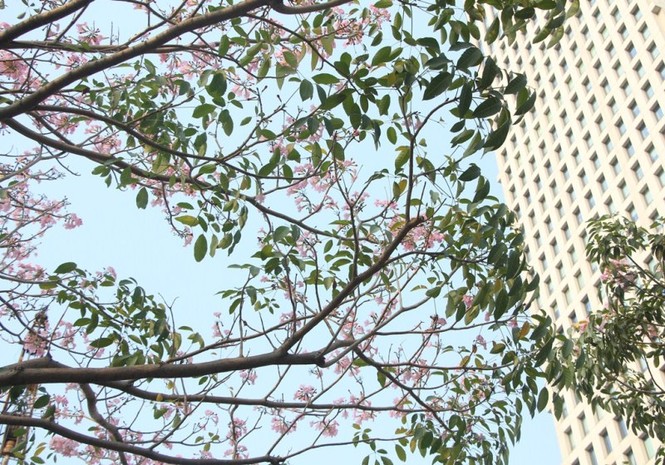 kèn hồng, thiếu nữ, rực rỡ, Võ Văn Kiệt, trung tâm Sài Gòn, hoa kèn hồng - ảnh 1
