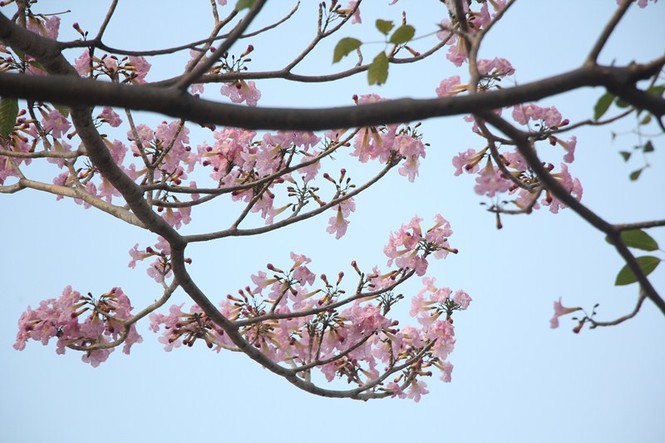 kèn hồng, thiếu nữ, rực rỡ, Võ Văn Kiệt, trung tâm Sài Gòn, hoa kèn hồng - ảnh 2