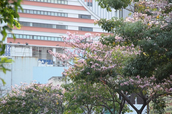 kèn hồng, thiếu nữ, rực rỡ, Võ Văn Kiệt, trung tâm Sài Gòn, hoa kèn hồng - ảnh 4