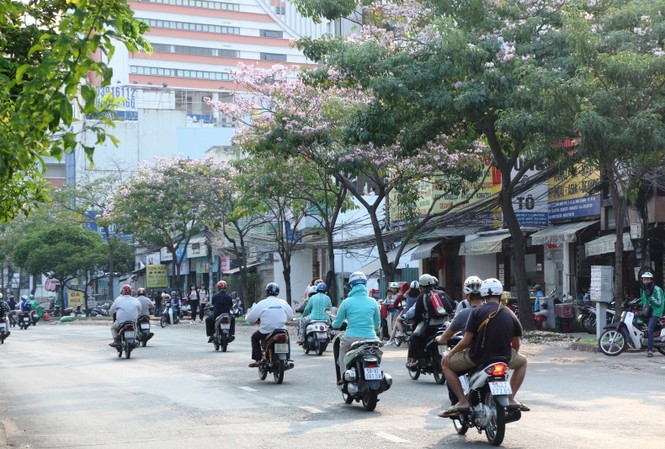 kèn hồng, thiếu nữ, rực rỡ, Võ Văn Kiệt, trung tâm Sài Gòn, hoa kèn hồng - ảnh 7