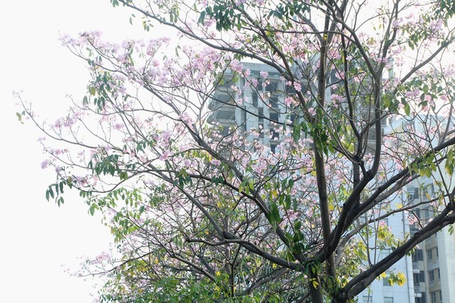 kèn hồng, thiếu nữ, rực rỡ, Võ Văn Kiệt, trung tâm Sài Gòn, hoa kèn hồng - ảnh 5