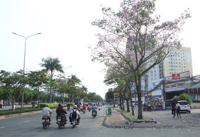 kèn hồng, thiếu nữ, rực rỡ, Võ Văn Kiệt, trung tâm Sài Gòn, hoa kèn hồng - ảnh 6