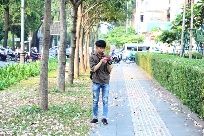 kèn hồng, thiếu nữ, rực rỡ, Võ Văn Kiệt, trung tâm Sài Gòn, hoa kèn hồng - ảnh 11