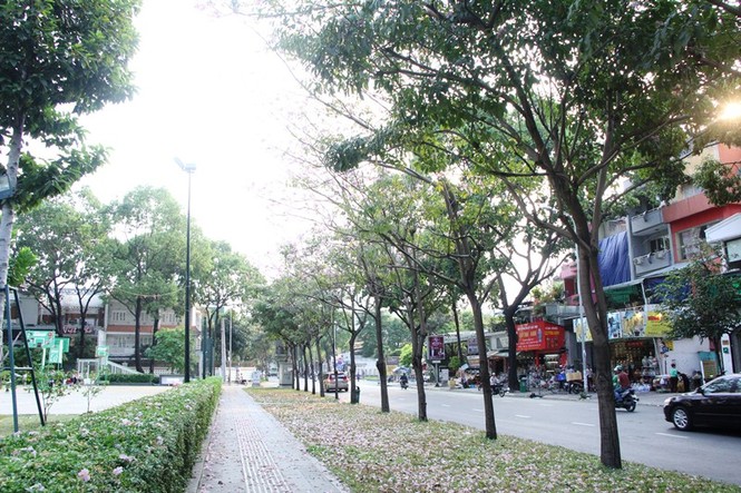 kèn hồng, thiếu nữ, rực rỡ, Võ Văn Kiệt, trung tâm Sài Gòn, hoa kèn hồng - ảnh 21