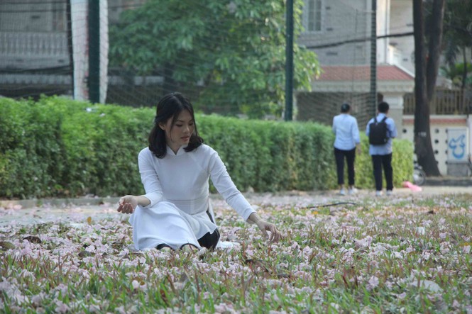 kèn hồng, thiếu nữ, rực rỡ, Võ Văn Kiệt, trung tâm Sài Gòn, hoa kèn hồng - ảnh 16