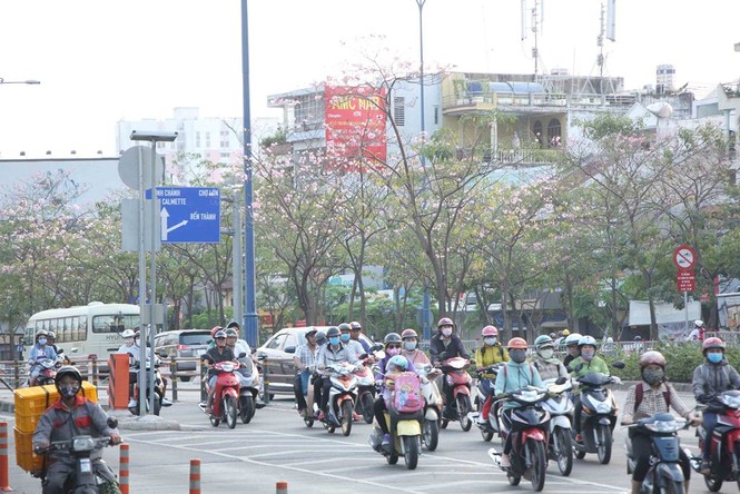 kèn hồng, thiếu nữ, rực rỡ, Võ Văn Kiệt, trung tâm Sài Gòn, hoa kèn hồng - ảnh 8