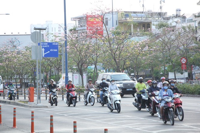 kèn hồng, thiếu nữ, rực rỡ, Võ Văn Kiệt, trung tâm Sài Gòn, hoa kèn hồng - ảnh 9