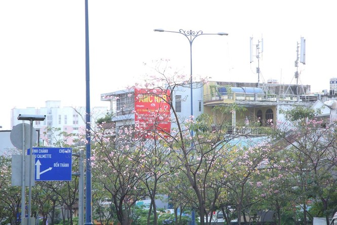 kèn hồng, thiếu nữ, rực rỡ, Võ Văn Kiệt, trung tâm Sài Gòn, hoa kèn hồng - ảnh 10