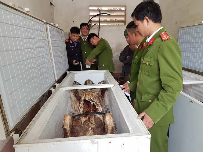Mua 2 cá thể hổ gần 1 tỷ đồng về nấu cao - ảnh 1