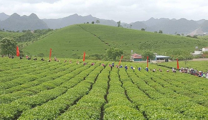 Tưng bừng Hội thi hái chè trên cao nguyên Mộc Châu - ảnh 1