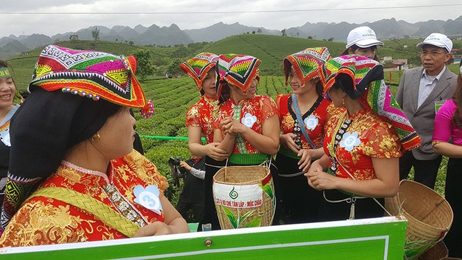 Tưng bừng Hội thi hái chè trên cao nguyên Mộc Châu - ảnh 2