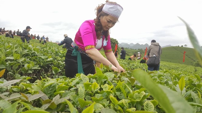 Tưng bừng Hội thi hái chè trên cao nguyên Mộc Châu - ảnh 3