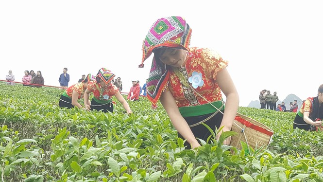 Tưng bừng Hội thi hái chè trên cao nguyên Mộc Châu - ảnh 4